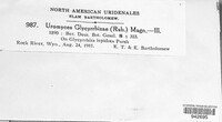 Uromyces glycyrrhizae image